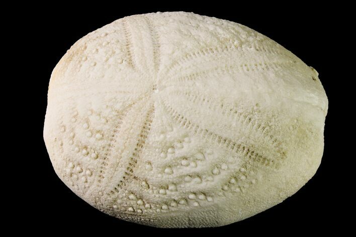 Fossil Sea Urchin (Eupatagus) - Florida #161288